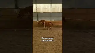 Это третий шпринт у лошаденка🧡 #шпринт #конкур #лошади #horses #лошадь