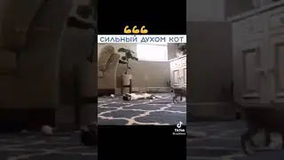 кот без передних лапок играет с котёнком 
