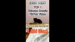 NINJA BLACK CAT | Daily TOP 1 Chinese TikTok Douyin Video