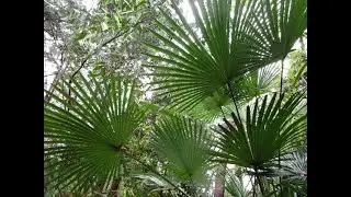 Wild Palm trees on a North Pacific Island in Canada