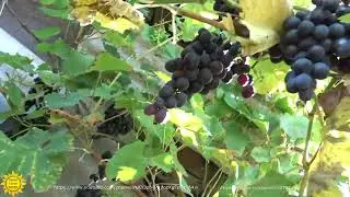 Виноград сорта Молдова.