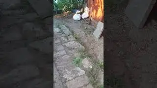 побег ежика