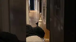Funny Dog 32 #shorts