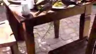 Hitchcock auf Aruba