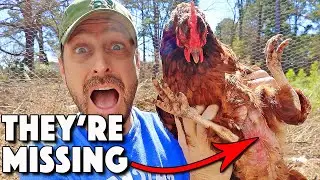 Chickens Molting Or Something Else? 9 REASONS Chickens LOSE Feathers And What To Do About It!