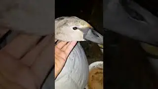 Учалинский район, деревня Сураманово