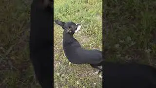 ОСТОРОЖНО ЗЛАЯ СОБАКА