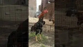 бойцовые петухи греются под солнцем