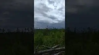 Леса Сибири.