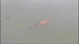 bigkoi