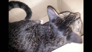 Cat my love#2