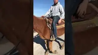 Ac’s Livestock - #10 molly mule