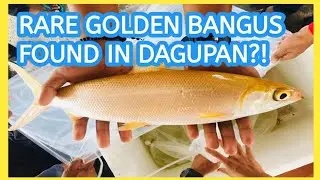 Golden bangus found in Dagupan turned over to Bureau of Fisheries and Aquatic Resources (BFAR)