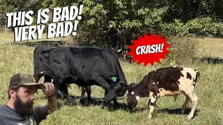 DOES THE SIZE OF A BULL MATTER?!