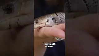 Are Pink Tongue Skinks Really That Tame? Dealing With Babies!