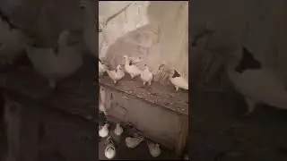 Отправил голубку в Грузию хорошим людям!