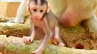 THIS IS BABY CINN SO ADORABLE YOUNGEST SON OF OLD MOM