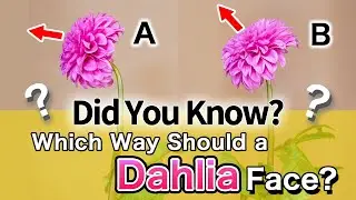Most People Don't Know! Dahlia's Have a Correct Side?