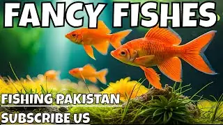 Mesmerizing Aquarium Delights Stunning Colorful Exotic Fishes