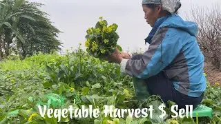 Vegetable Garden Harvest, Go to market sell #harvest #harvesting #farmer #farm #sell
