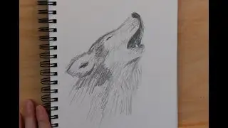 How to Draw a Wolf - Drawing Wolf - Как нарисовать волка