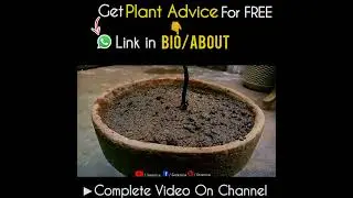 How to Use Leaf Compost on a Plant Correctly?