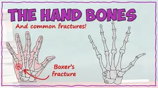 Anatomy of the Hand