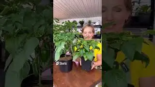 🔥 Богатый урожай сладкого перца Кеша в объёме всего 3 литра — легко! 