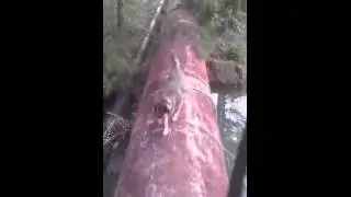 Неуклюжая собачка падает с трубы в воду