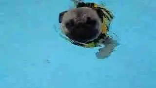 Pug swimming in Pool