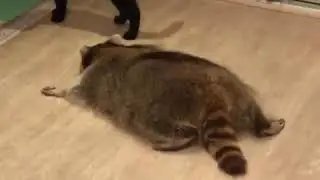 Пушистый хищник "напал" на котейку / raccoon and cat