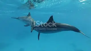Dive Deep : The Fascinating World of Dolphins