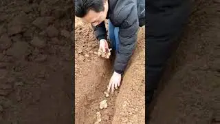 Ginger Cultivation Techniques  Planting Method  Number 2 