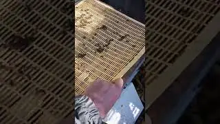 двухматошный улей...