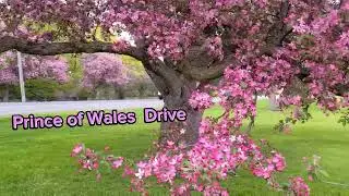 Crabapple trees
