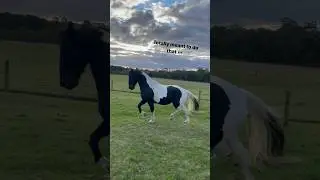 If you slip, just pretend it was your slick transition into passage 👀😂 #libertyhorsemanship