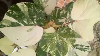FACTS ABOUT HIBISCUS TILIACEAUS VARIEGATA | TRICOLOR HIBSICUS | PLANTITA MAYUMI
