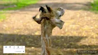 Giraffes 101/net geo will