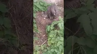 🍂 Мама-кошка Даша и ее забота о котятах ☀️