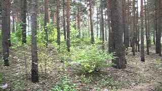 Каменск-Уральский. В лесу между двумя районами города