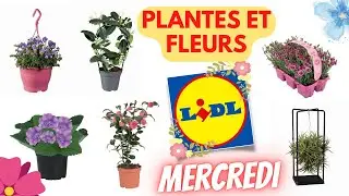 💥 ARRIVAGE LIDL💥 PLANTES ET FLEURS - 21 mars 2022 - 17 OFFRES - FRANCE