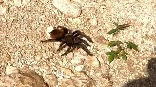 We MET a TARANTULA on a walk.