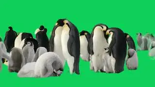 Green Screen Penguins walking