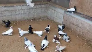 таджикские птицы🔥
