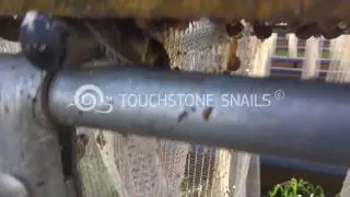Τα μικρά σαλιγκάρια στις φάρμες της Touchstone Snails Technologies LTD