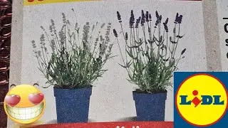 ARRIVAGE LIDL 15 JUIN 2024