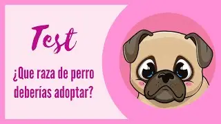 ¿Qué raza de perro deberías adoptar? Test
