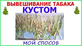 How to hang tobacco bushes. The easiest way! 100% results.