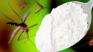 Mosquitoes disappear in just 1 minute forever! Best Free Organic Recipe!