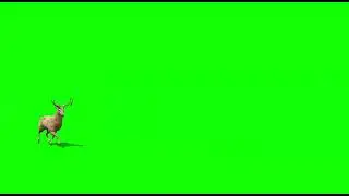 dear green screen video | green screen deer walking